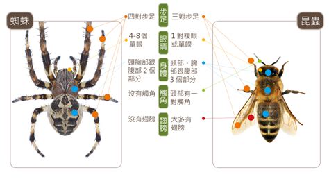 家裡有隻豬|蛛事吉祥——家中常見蜘蛛篇